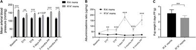 A Longitudinal Pilot Study on Cognition and Cerebral Hemodynamics in a Mouse Model of Preeclampsia Superimposed on Hypertension: Looking at Mothers and Their Offspring